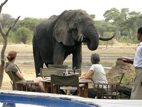 Zimbabwe Safari Cost And Prices Holidays Vacation Package