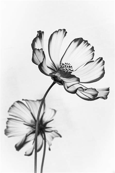 Ethereal Image Of Cosmos Flowers Wins Photo Competition Cosmos