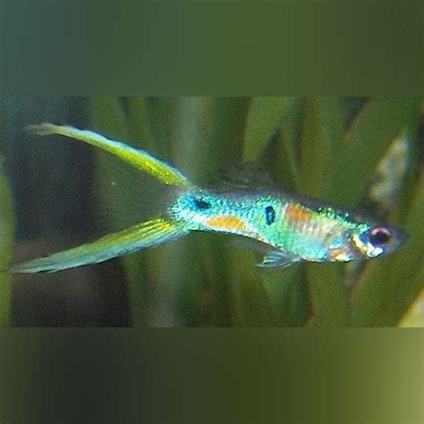 Green Lyretail Guppy For Sale
