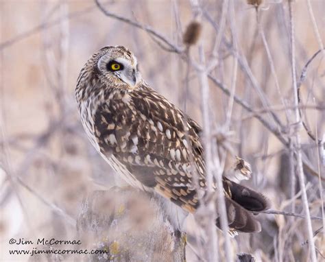 Ohio Birds And Biodiversity Snowy Owl Snow Bathing Short Eared Owls