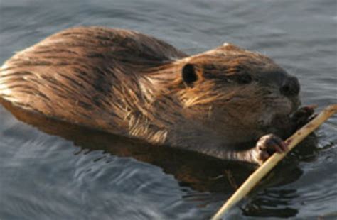 Beavers Sign Up To Fight Effects Of Climate Change Discover Magazine