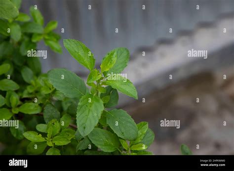 Tulsi Leaves Hi Res Stock Photography And Images Alamy