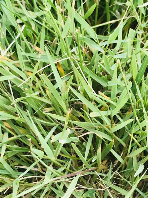 Creeping Bentgrass How To Identify And Remove