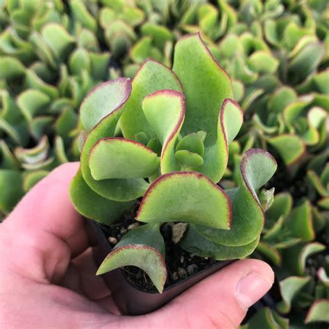 Crassula Arborescens ‘curly Green Ripple Jade 2 Pot Little