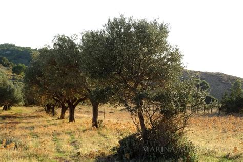 Δόθηκε εντολή εκκένωσης για τον οικισμό των θρακομακεδόνων, καθώς οι φλόγες περικύκλωσαν το ολυμπιακό χωριό. ΛΑΓΟΝΗΣΙ ΟΛΥΜΠΙΑΚΟ ΧΩΡΙΟ 7 ΣΤΡΕΜΜΑΤΑ ΟΙΚΟΔΟΜΗΣΙΜΑ - Marina ...