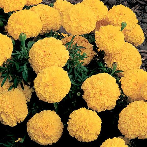 Inca Ii™ Yellow Hybrid Marigold Seeds Park Seed