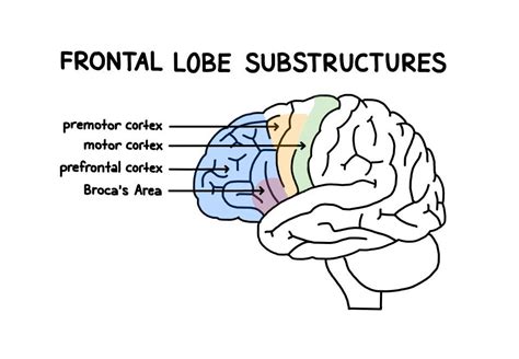 Parts Of The Brain Anatomy Structure And Functions