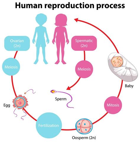 Reproduction Process Of Human Infographic 1432741 Vector Art At Vecteezy