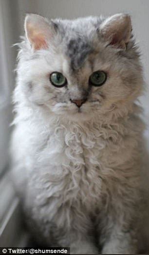 cat  incredibly curly fur  viral daily mail