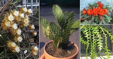 7 Types Of Cactus Found In India Different Varieties Of Cactus Plants