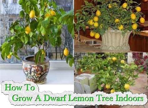 How To Grow Indoor Lemon Tree Citrus Tree Indoor Dwarf Lemon Tree