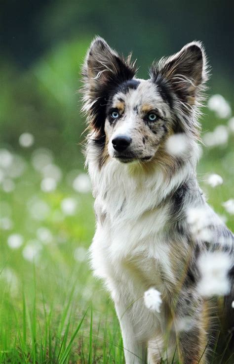 Storm Border Collie She Dog With Beautiful Markings And Intense Icy