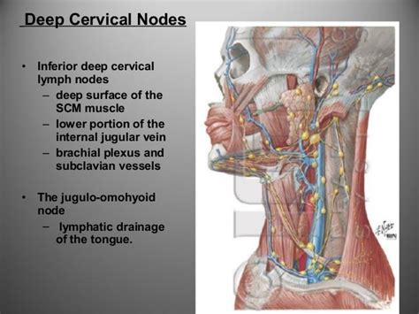 Lymphatics Of Head And Neck