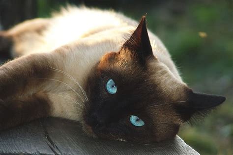Balinese Vs Siamese Cat Whats The Difference With Pictures
