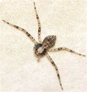 Spider With 4 Legs Philodromus Bugguidenet