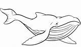 Whales Ballenas Humpback Wal Wale Netart Malvorlagen Blauwal sketch template