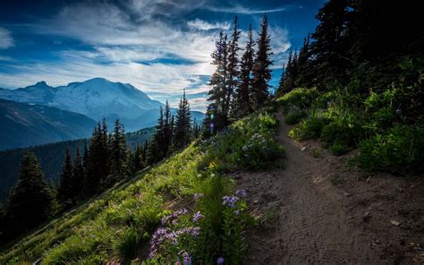 обои Горы Snow Capped Peaks лес Трава Деревьями Пути Дорожки