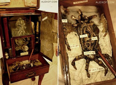 Bodies Of Strange Creatures Were Found In The Basement Of An Old House