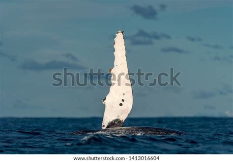 Humpback Whale Pectoral Fin Air Stock Photo 1413016604 Shutterstock