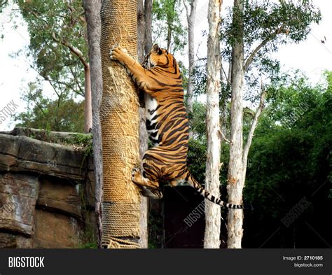 Bengal Tiger Climbing Tree Image And Photo Bigstock