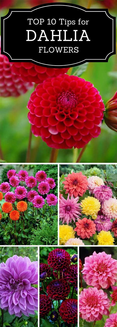 Top 10 Tips On How To Plant Grow And Care For Dahlia Flowers Dahlia