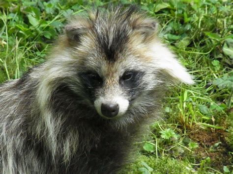 Untold Story That Time When Asian Raccoon Dogs Nearly Invaded Minnesota