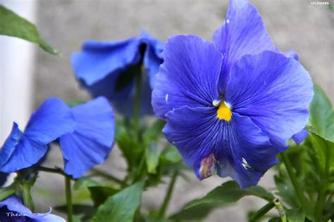 Blue Pansy Flowers Wallpapers 2048x1365