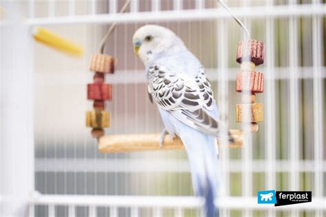The Budgie Origins And Features Of The Singing Parakeet