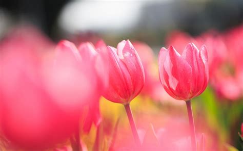 Flowers Pink Tulips Field Photo Hd Desktop Wallpapers 4k Hd