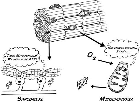 What Does The Cori Cycle Do Definition Steps And Importance Rs