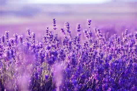 Lavender Computer Wallpapers Top Free Lavender Computer Backgrounds