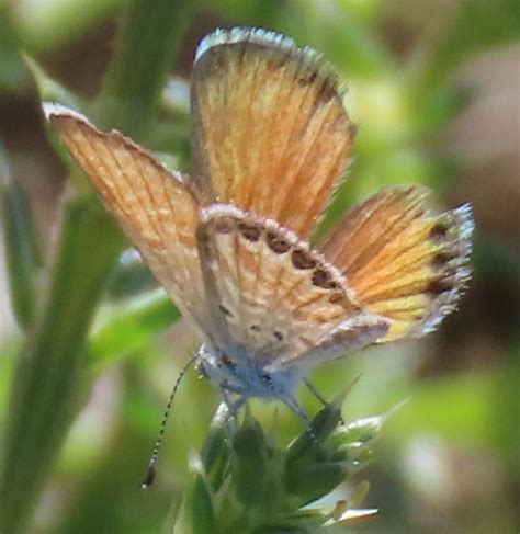 Butterfly Western Pygmy Blue Brephidium Exile Bugguidenet