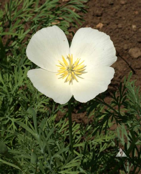 California Poppy White Linen Eschscholzia Californica Applewood Seed