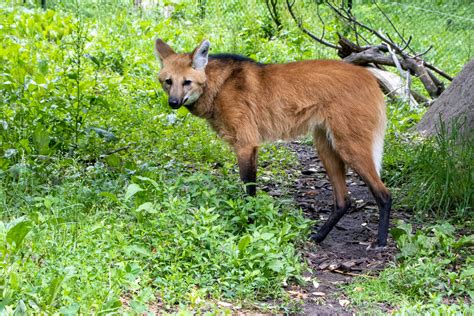 Maned Wolf