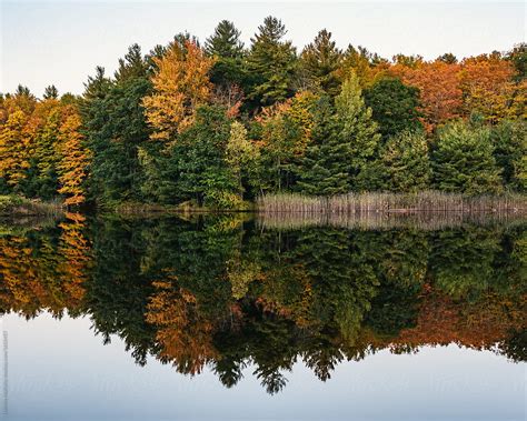 Trees In Autumn Reflected In Water By Stocksy Contributor Deirdre