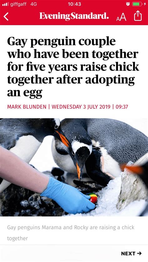 Gay Penguin Couple Raise Chick Together Rbrandnewsentence