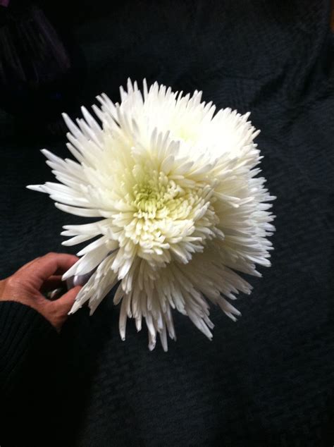 White Fuji Mums Plants Flowers Dandelion
