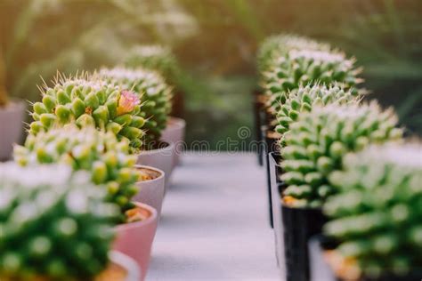 Variety Of Small Cactus And Succulent Plants In Various Pots Stock