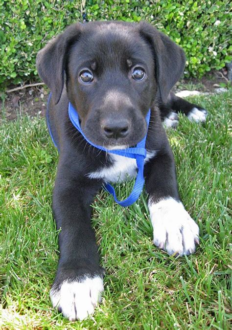 German Shepherd Mix With Labrador Mix This Is Exactly Like Our New Pup