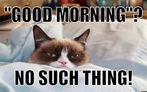 Good Morning No Such Thing Grumpy Catlove This