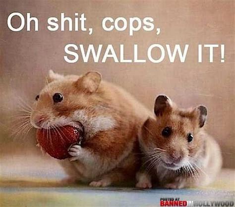Lol Hamsters Cute Hamsters Cute Animals Funny Animals
