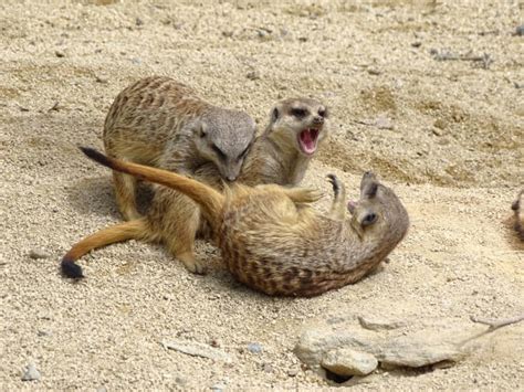 Meerkats Fighting Stock Photos Pictures And Royalty Free Images Istock