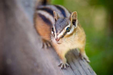 2560x1440 Resolution Striped Squirrel On Brown Wood In Selective