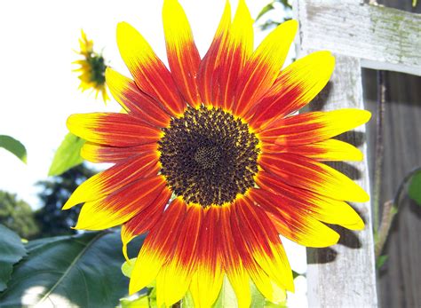 Bright Sunflower Free Stock Photo Public Domain Pictures