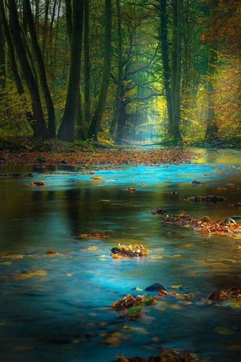 Magical Forest Nature Photography Beautiful Landscapes Scenery