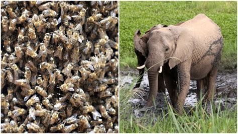 Bees Are Being Used In Africa To Tackle Elephant Human Conflict