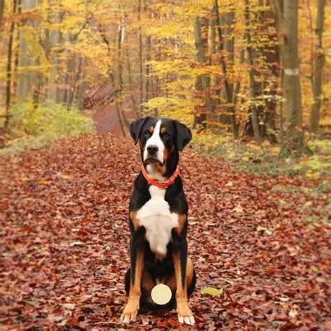 14 Big Facts About Greater Swiss Mountain Dogs Petpress