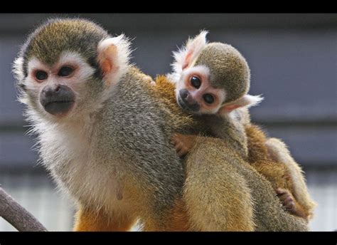 Squirrel Monkey Photos Videos From Around The World Huffpost Impact