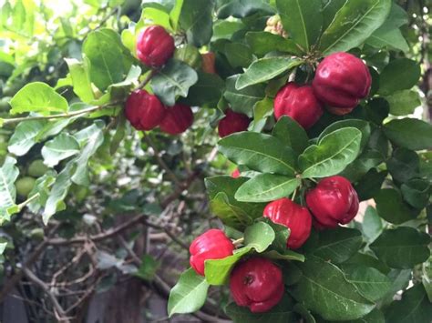 How To Grow A Barbados Cherry Tree Offbeet Gardener Com Barbados