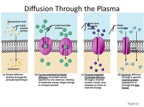 Can Freely Diffuse Across A Lipid Bilayer